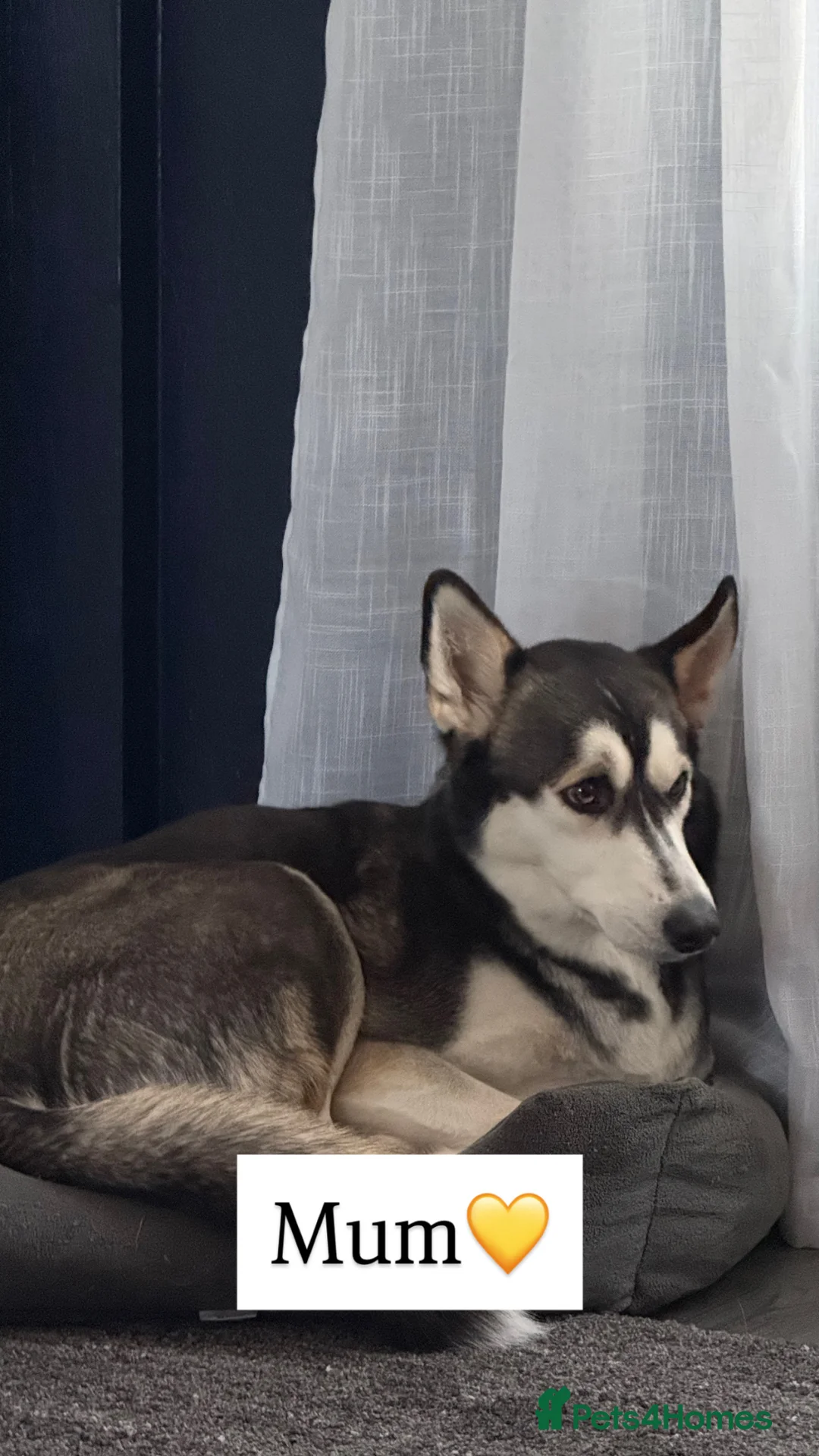 Siberian Husky dogs for sale: 6 Siberian Husky Puppies!! (3 Left!) - Advert 5