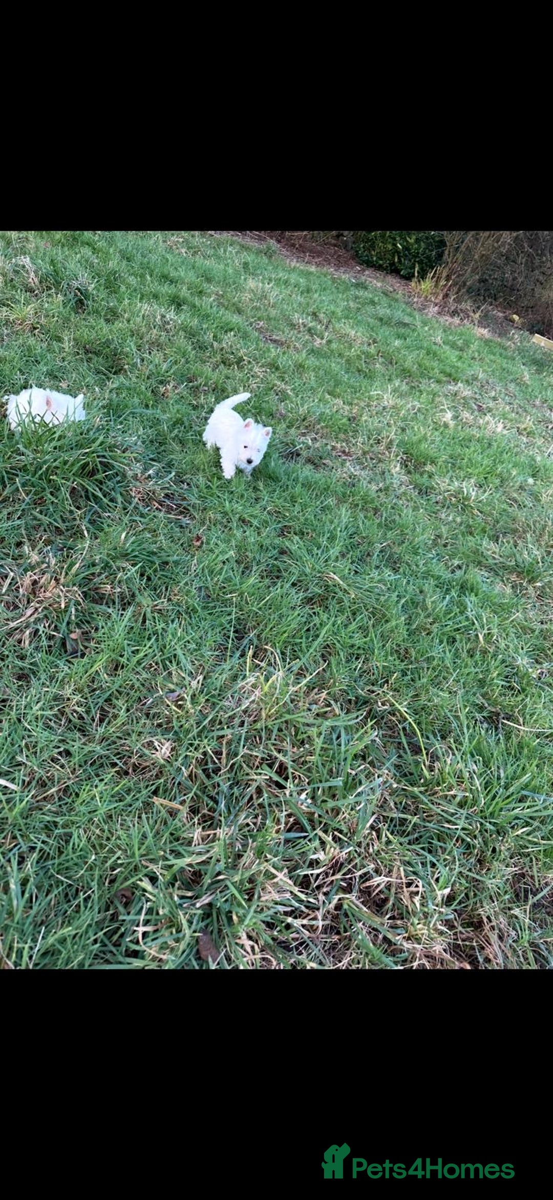 West Highland Terrier dogs for sale: West Highland Terrier Pups - Advert 10