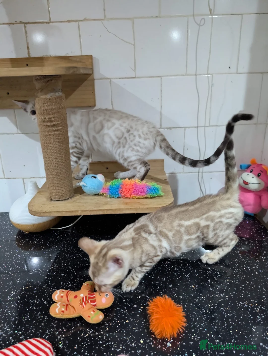 Bengal cats for sale: 🔥✨Pedigree TICA-Registered Bengals - Advert 21