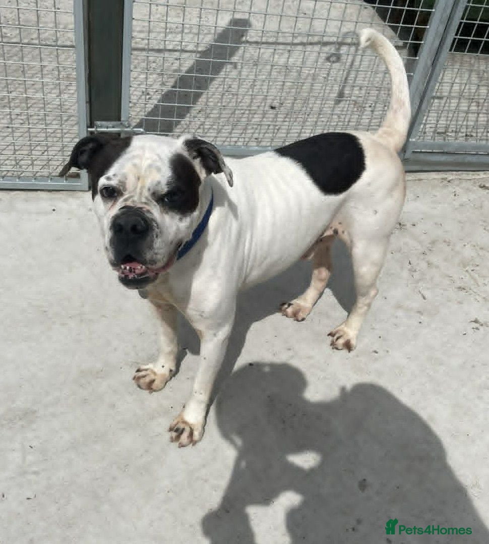 Mixed Breed dogs CHARLIE 4yr old Mixed Breed - Advert 2