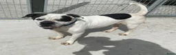 Mixed Breed dogs for adoption: CHARLIE 4yr old Mixed Breed - Advert 1