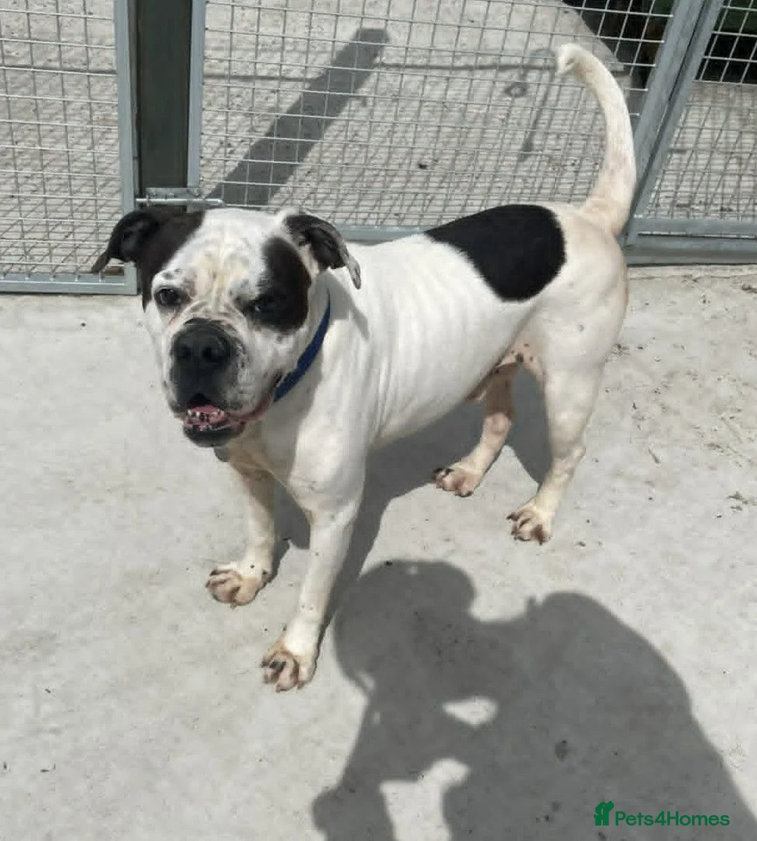 Mixed Breed dogs for adoption: CHARLIE 4yr old Mixed Breed - Advert 1