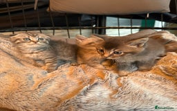 Mixed Breed cats for sale: Maine coon x Scottish fold kittens - Image 38
