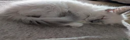 Ragdoll cats for sale: Gorgeous GCCF registered Ragdoll kittens  - Advert 14