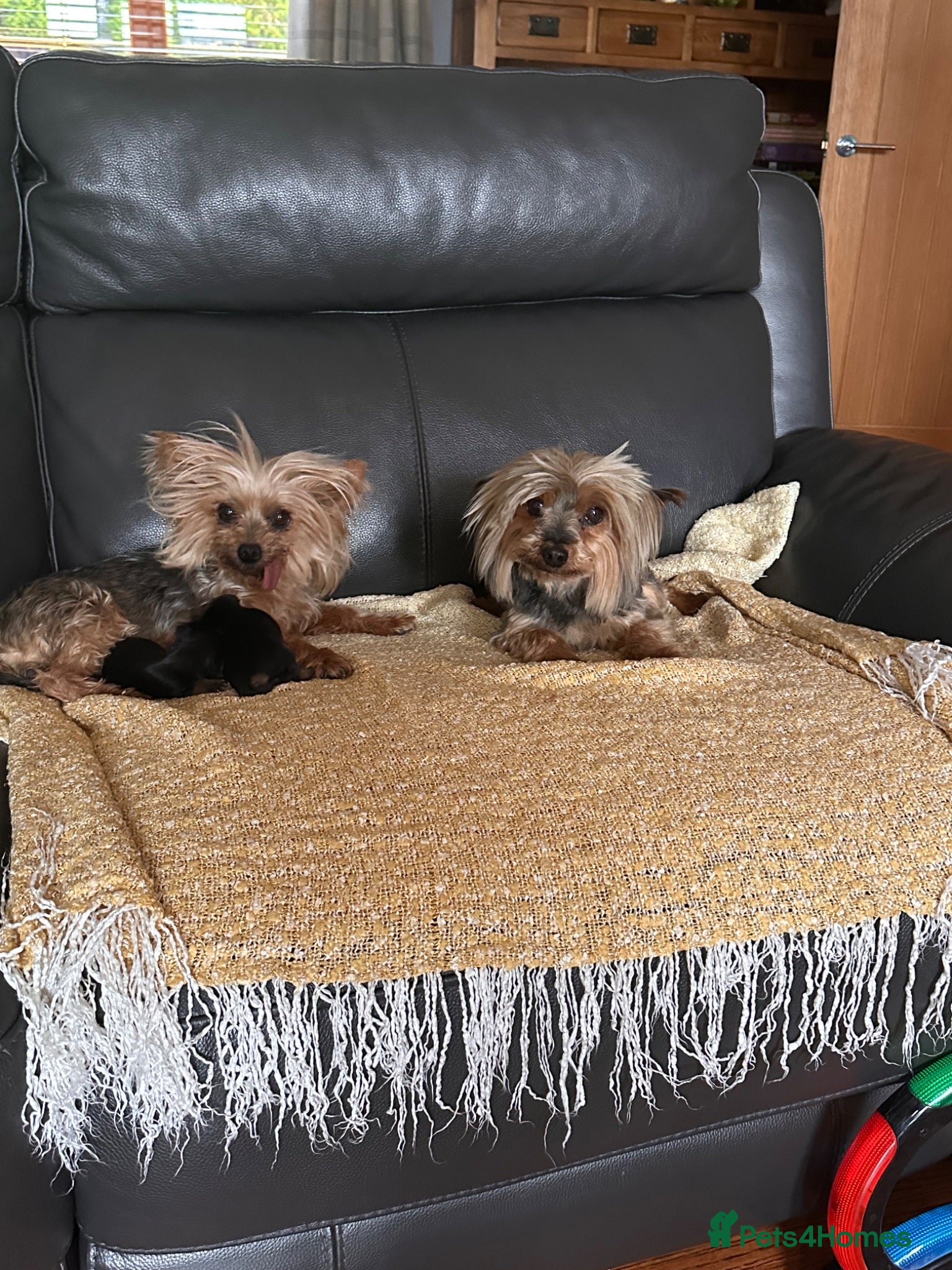 Yorkshire Terrier dogs Miniature Yorkshire terrier  - Advert 6