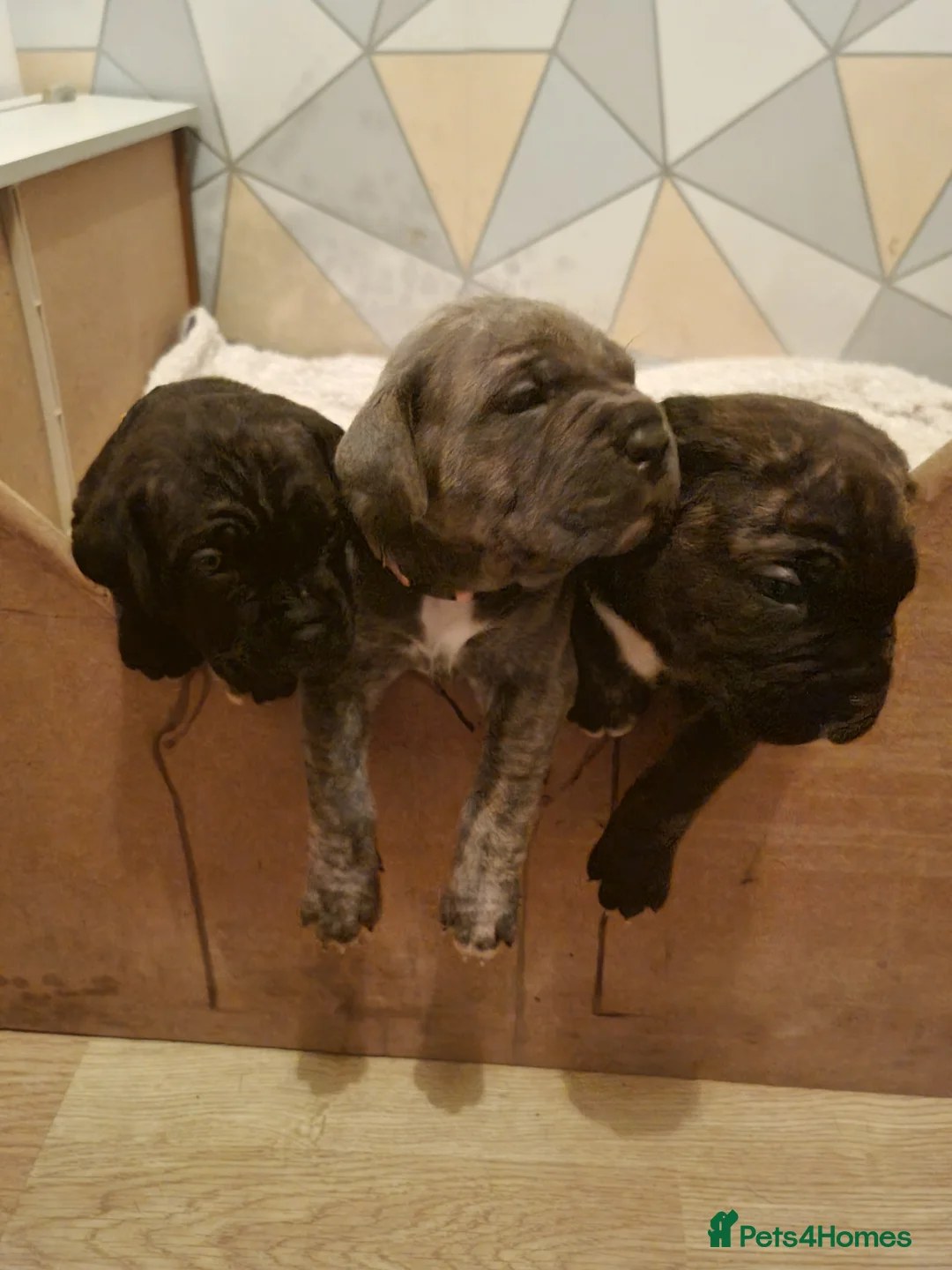 Cane Corso dogs for sale: ITALIAN CANE CORSO  - Advert 21