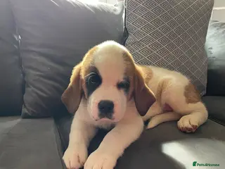 Saint Bernard dogs KC Saint Bernard LAST GIRL READY TO LEAVE NOW! - Advert 7