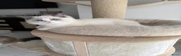 Ragdoll cats for sale: Pedigree ragdoll - Advert 13