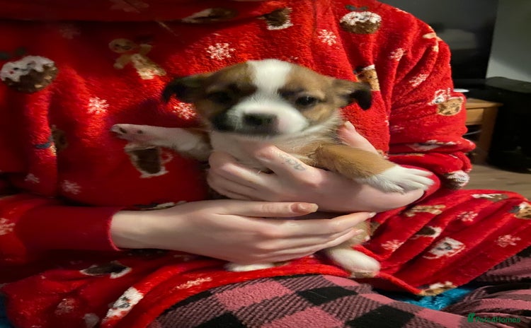 Mixed Breed dogs Very adorable Shih tzu for sale , 2 boys and 1girl - Advert 1