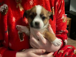 Mixed Breed dogs Very adorable Shih tzu for sale , 2 boys and 1girl - Advert 2