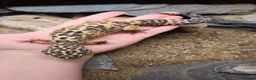 Leopard Gecko reptiles for sale: Adult Female Leopard Gecko with entire 3ft Setup in Bristol - Advert 4
