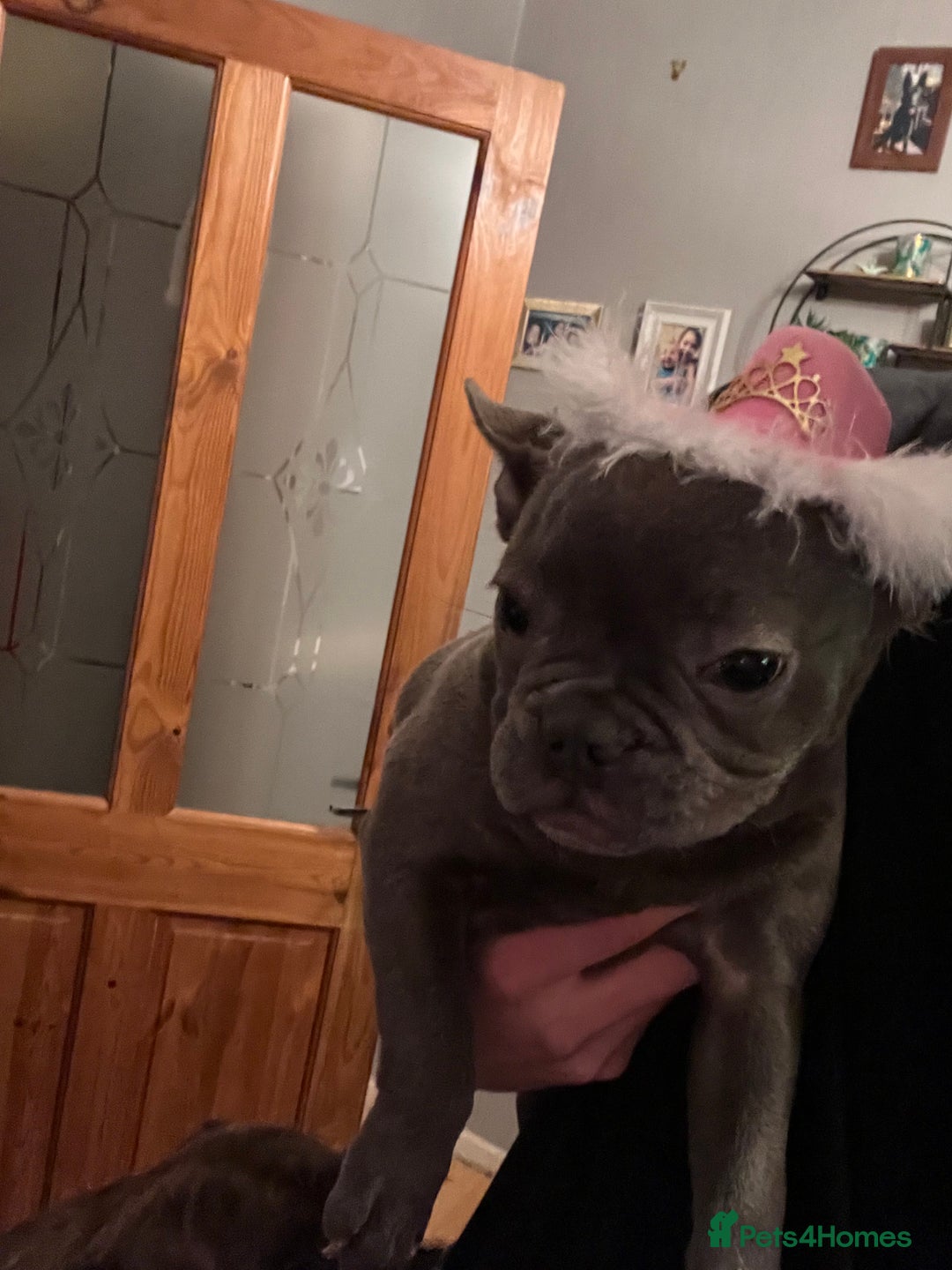 French Bulldog dogs for sale: Frenchie For New Home*** - Image 3
