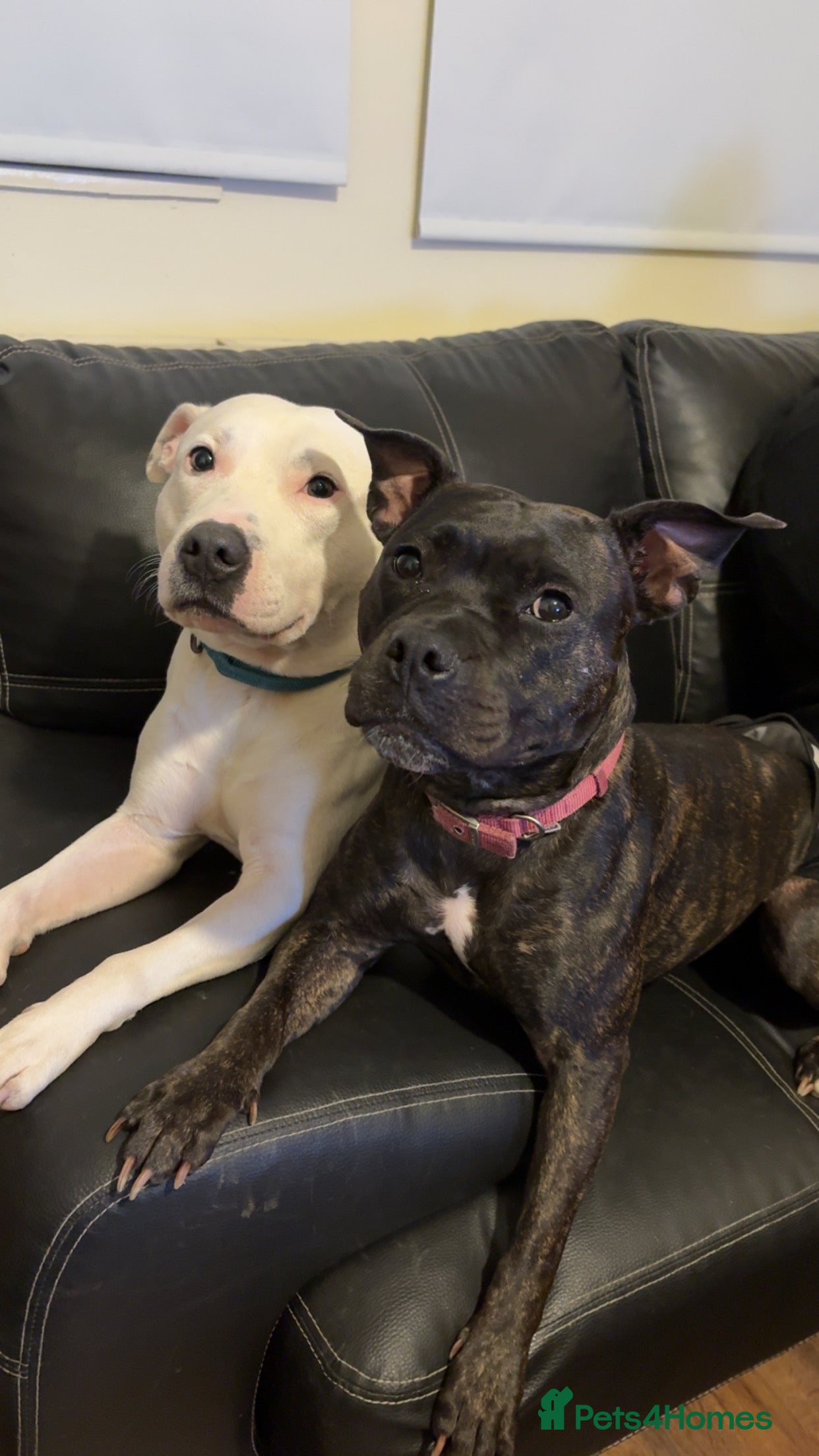 Staffordshire Bull Terrier dogs Staffordshire Bull Terrier hybrid puppies  - Advert 21