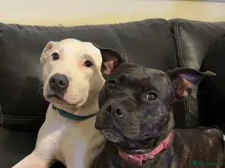 Staffordshire Bull Terrier dogs Staffordshire Bull Terrier hybrid puppies - Advert 21