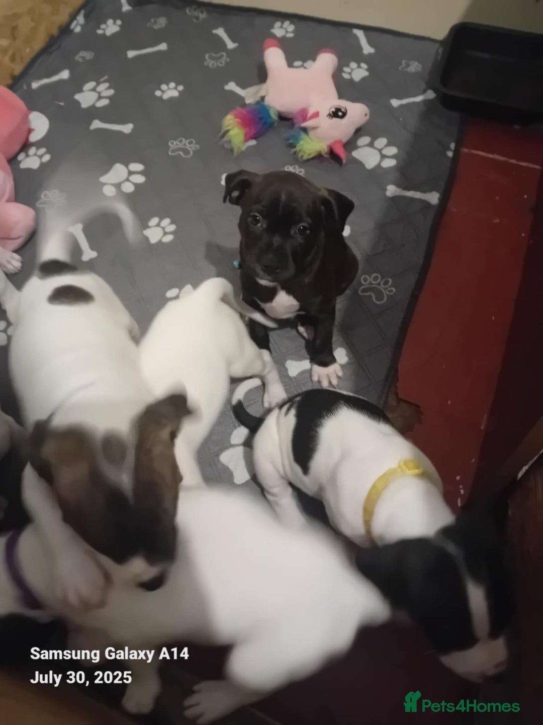 Staffordshire Bull Terrier dogs for sale: Staffie puppies for sale  - Image 13