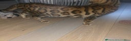 Bengal cats for sale: SBT TICA F5 Bengal Queen-Must Be Rehomed by March  - Advert 5