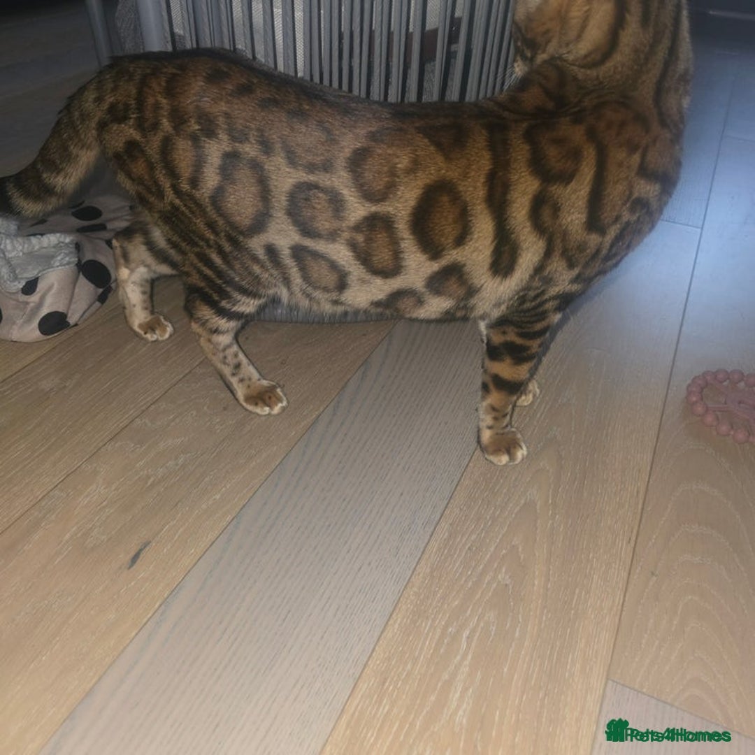 Bengal cats for sale: SBT TICA F5 Bengal Queen-Must Be Rehomed by March  - Advert 5
