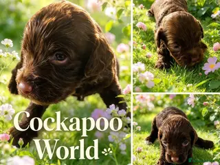 Cockapoo dogs DNA CLEAR, Stunning Cockapoos, Ready 30th October - Advert 10