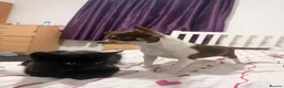 Chihuahua dogs for sale: Rocky - Advert 4
