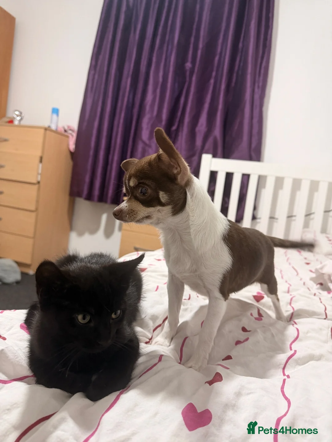 Chihuahua dogs for sale: Rocky - Advert 4