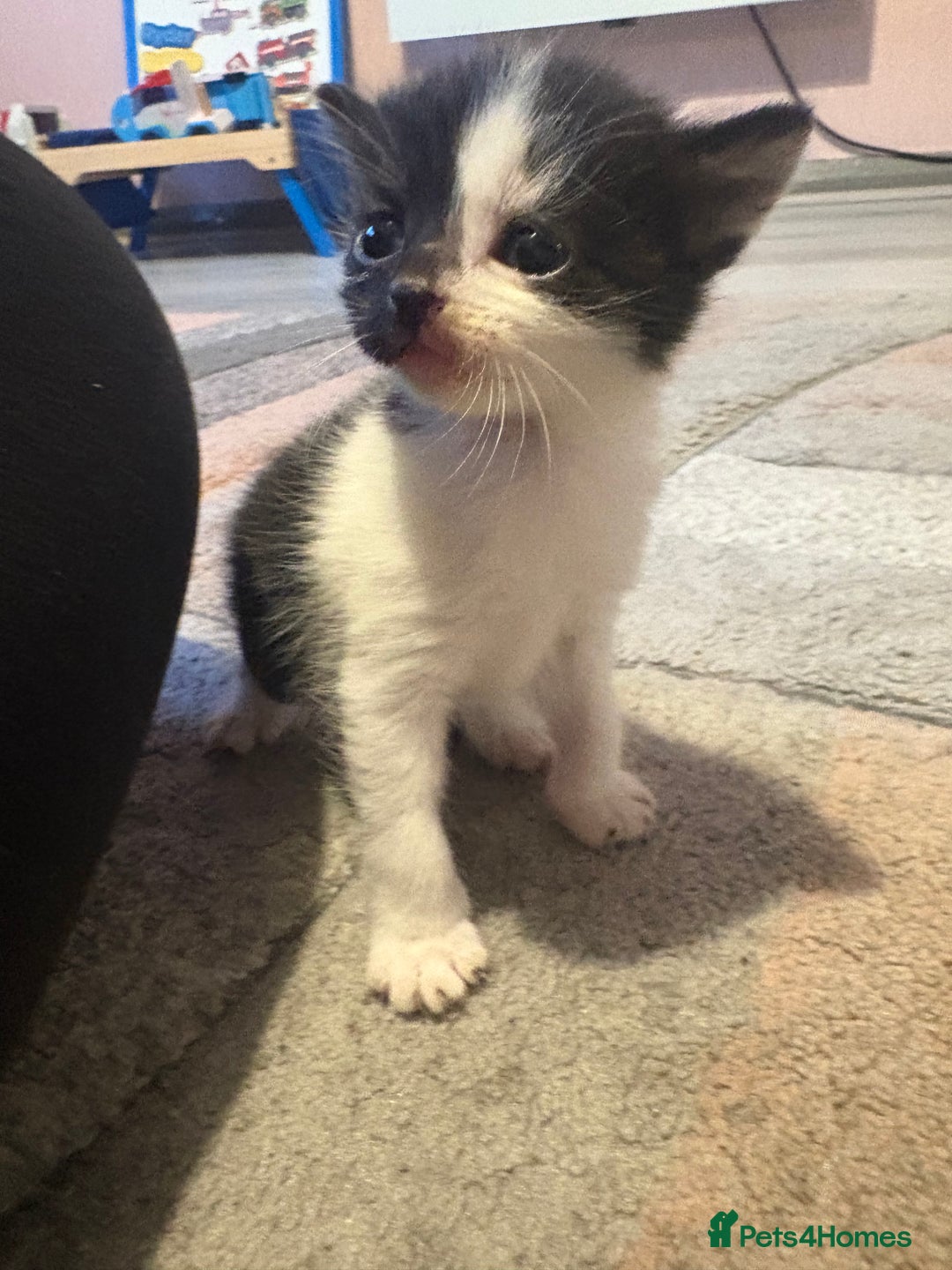 Mixed Breed cats for sale: Gorgeous kittens for sale  - Image 10