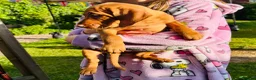 Hungarian Vizsla dogs for sale: KC REGISTERED VIZSLA PUPPIES  in Knutsford - Advert 3