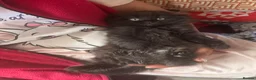 Mixed Breed cats for sale: Mixed kittens - Advert 19