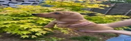 Miniature Dachshund dogs for sale: ⭐️⭐⭐️⭐️⭐️ Last 1 Male Miniature Dachshund Left - Advert 4