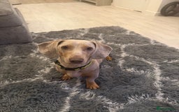 Miniature Dachshund dogs for sale: KC Miniature dachshund  - Image 3