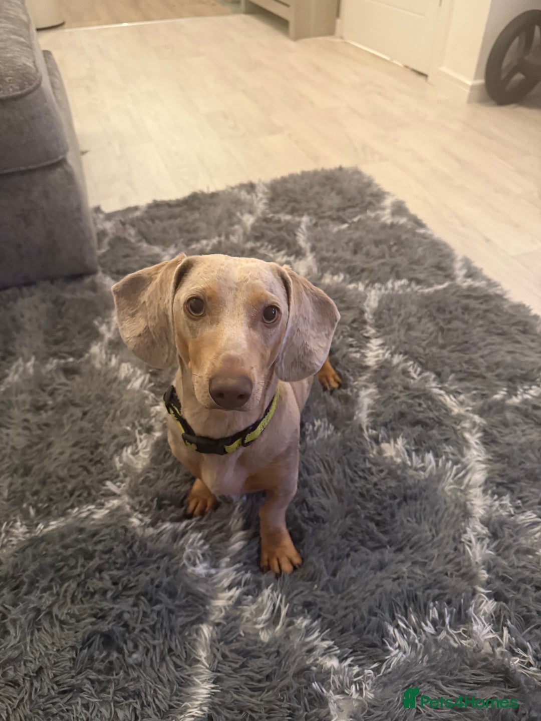 Miniature Dachshund dogs for sale: KC Miniature dachshund  - Image 3