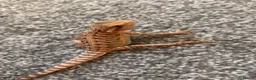 Bearded Dragon reptiles for sale: Baby bearded dragon  - Advert 2