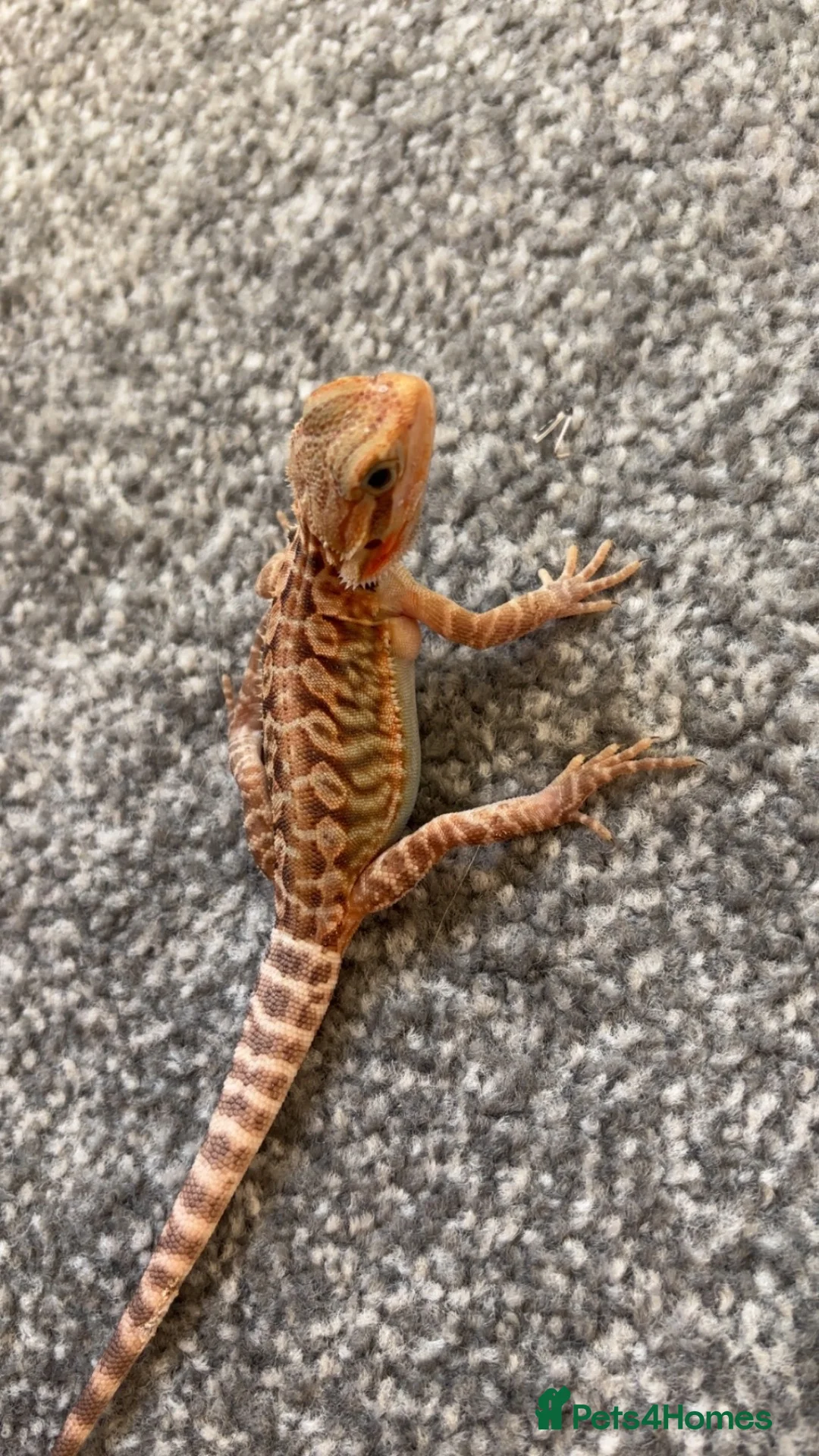Bearded Dragon reptiles for sale: Baby bearded dragon  - Advert 2