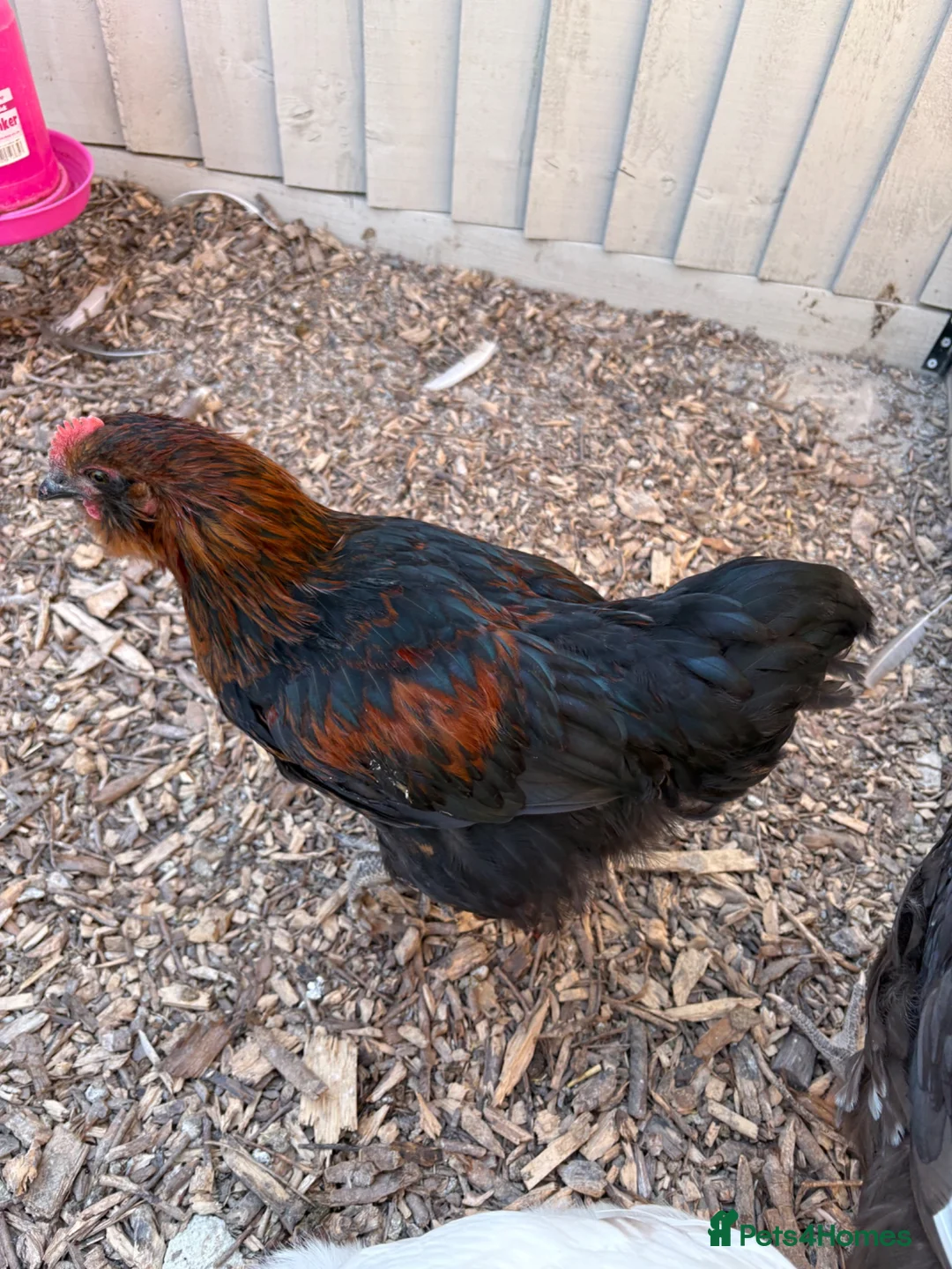Chickens poultry for sale: Young cockerel - Advert 3