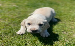 Beagle dogs for sale: Lenny the Lemon Beagle  - Image 24