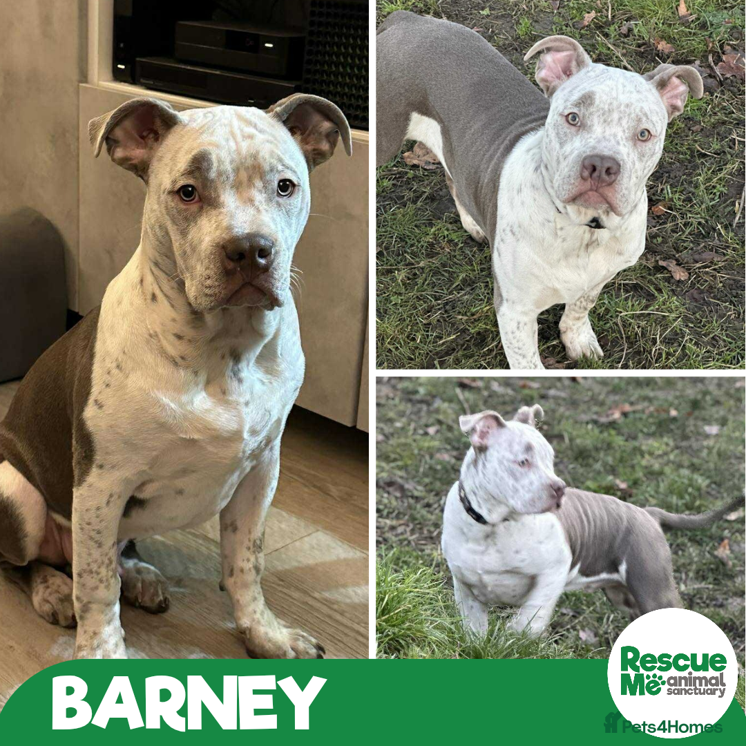 American Bulldog dogs Beautiful Barney - Advert 11