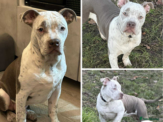 American Bulldog dogs Beautiful Barney - Advert 9