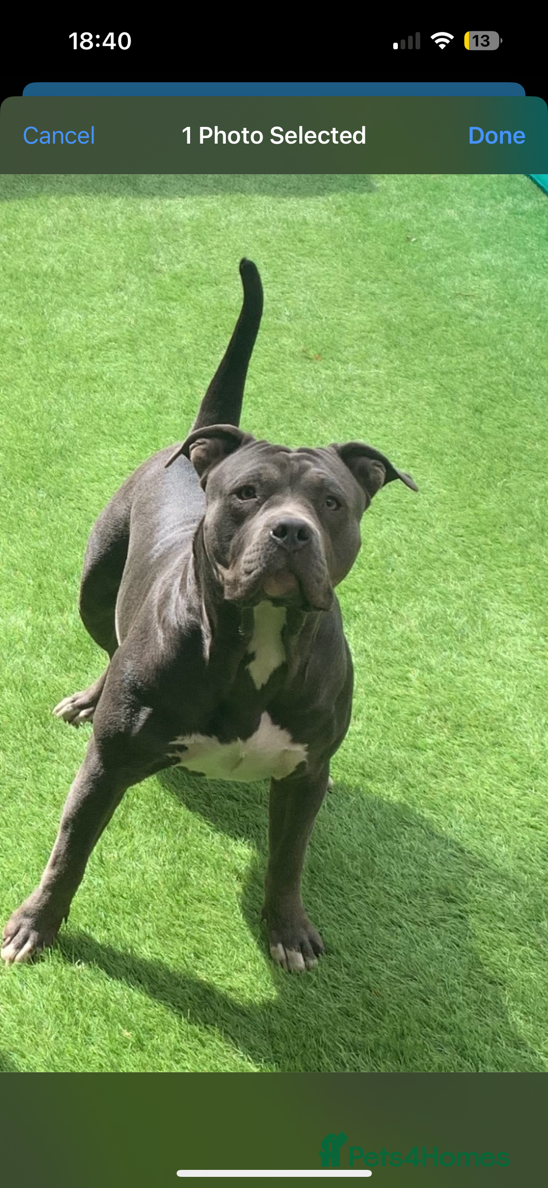 Mixed Breed dogs for sale: Beautiful staffie cross bullmastiff puppies  - Image 19