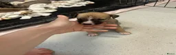 Mixed Breed dogs for sale: Beautiful Whippet/Greyhound Puppies - Advert 16