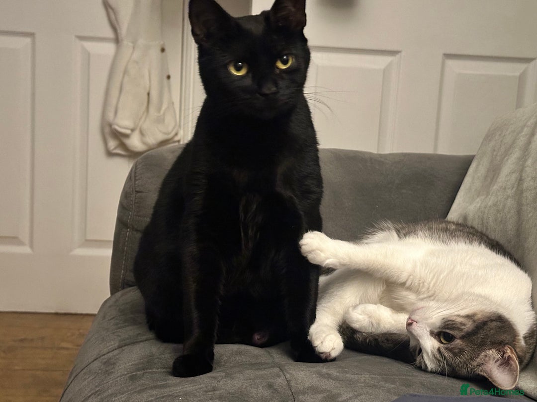 British Shorthair cats for sale: Two British short haired cats for sale  - Advert 10