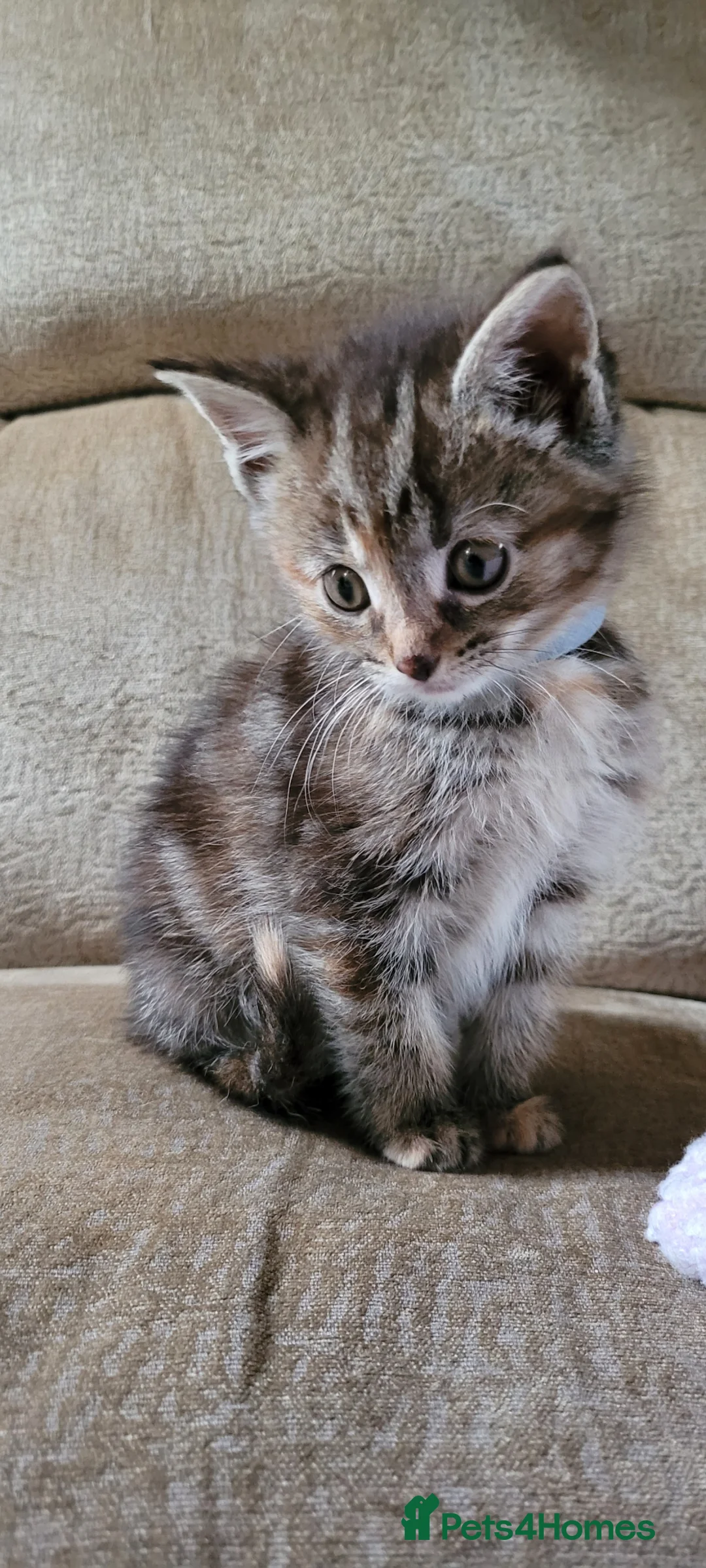 Maine Coon cats for sale: 5 georgous fluffy maincoon kittens for sale - Advert 12