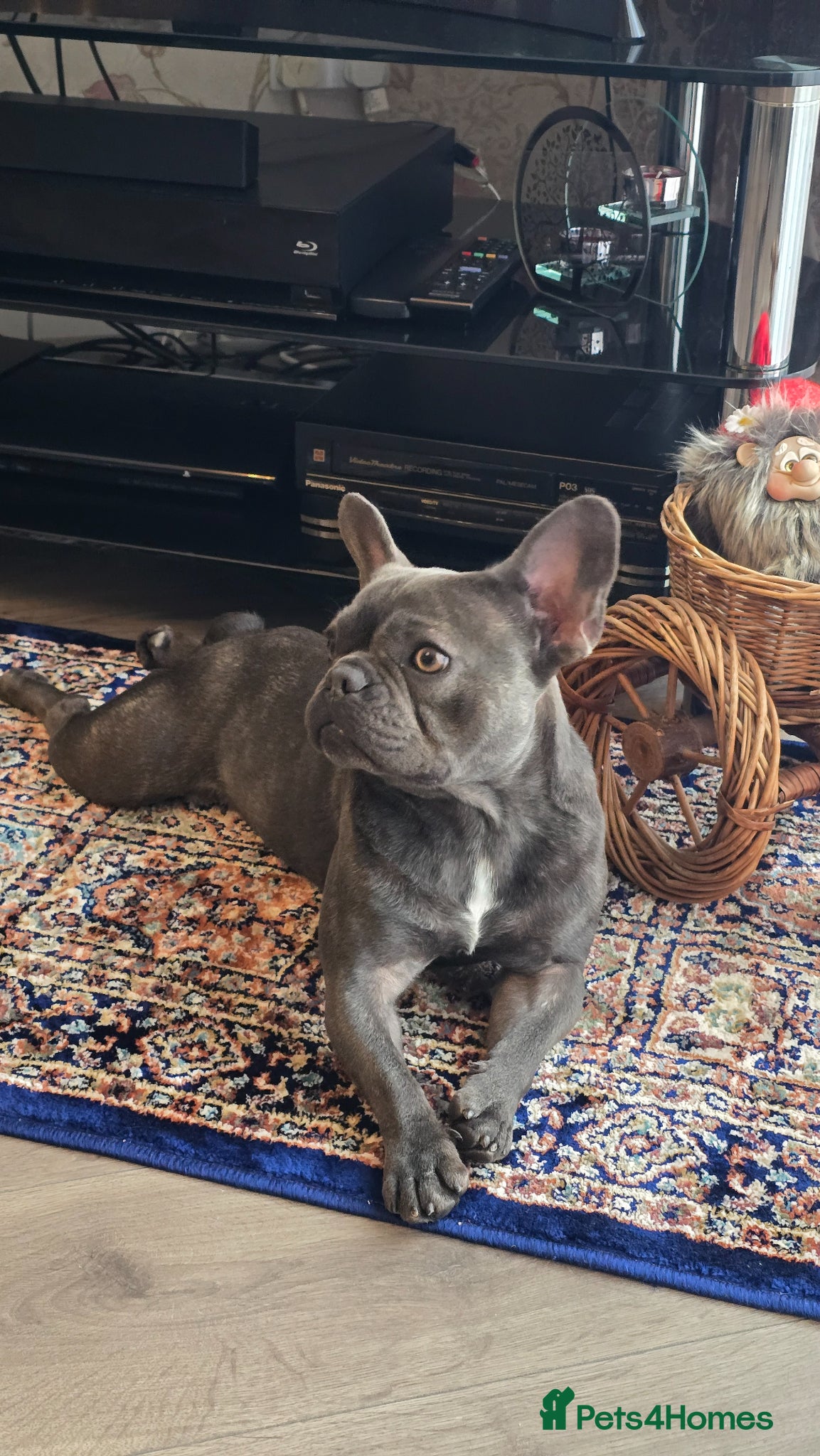 French Bulldog dogs for stud: French Bulldog for stud  - Advert 3