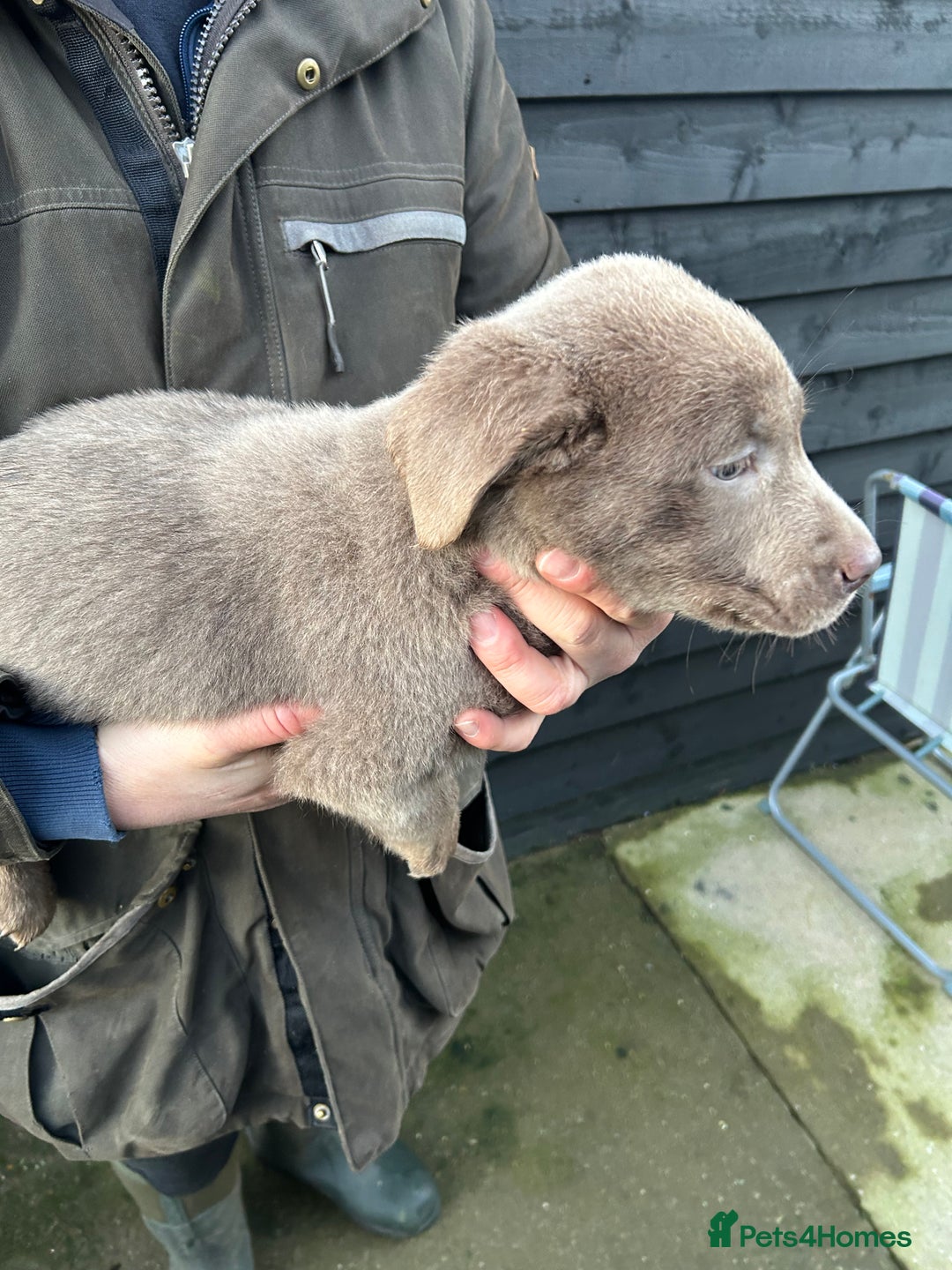 Labrador Retriever dogs for sale: Labrador puppies  - Advert 13