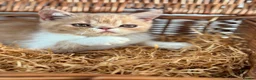 Exotic cats for sale: Stunning exotic kittens high quality m - Advert 21