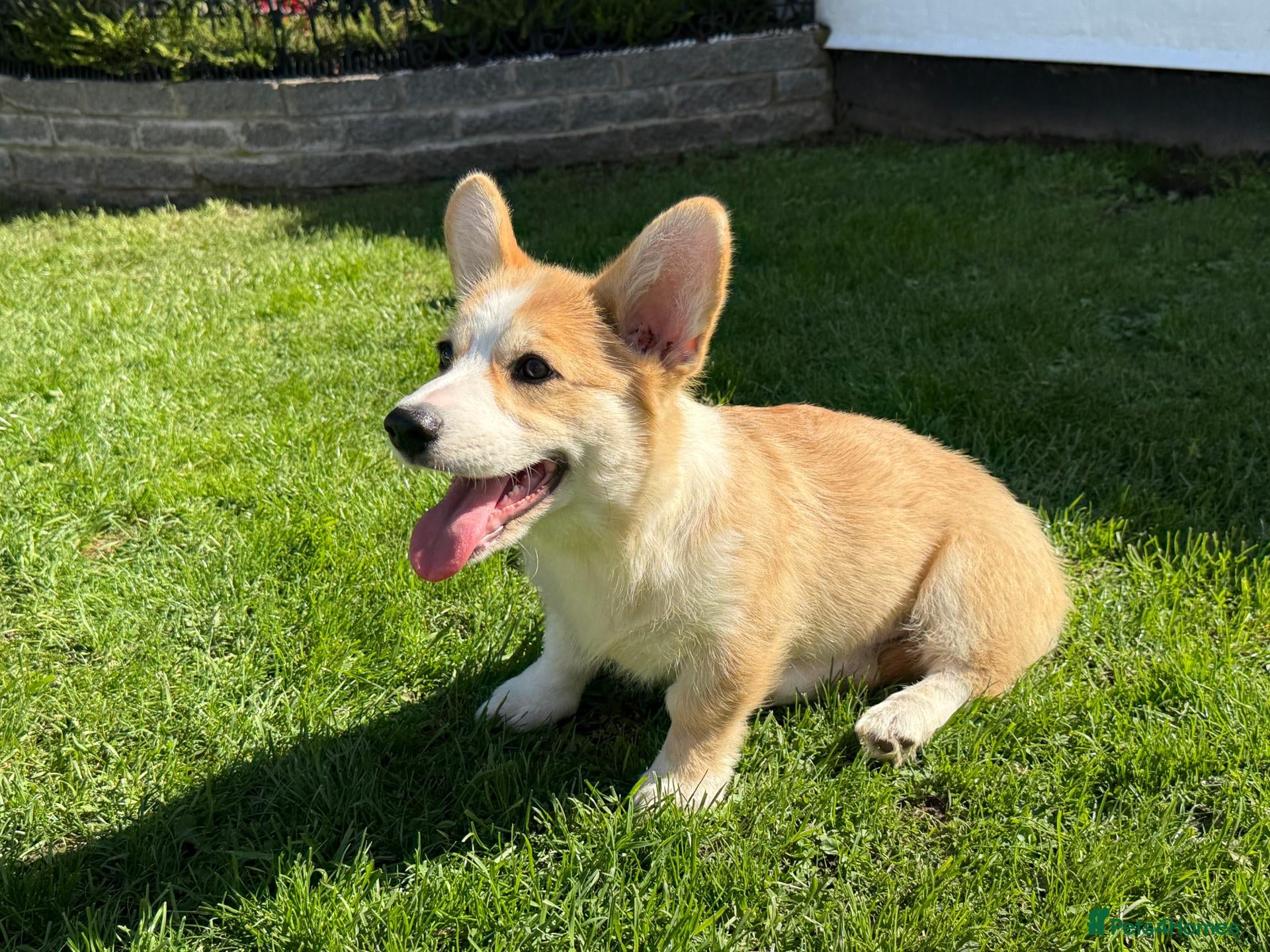 Welsh Corgi Pembroke dogs 1 Boy Remaining. Finest Example of Breed! All Docs - Advert 1