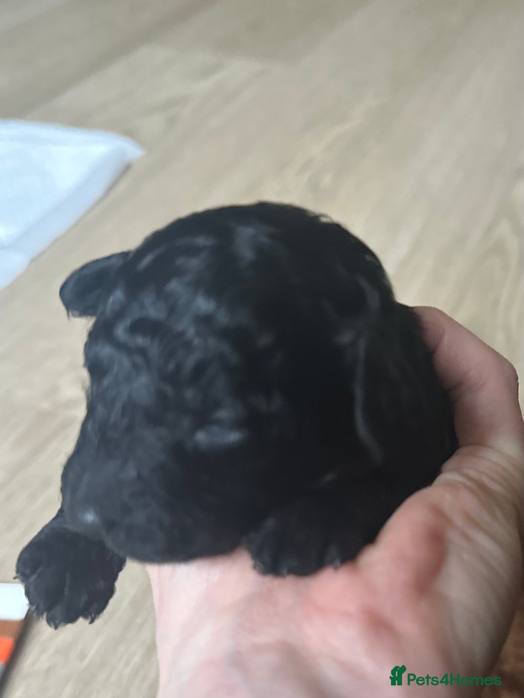 Toy Poodle dogs for sale: Red & black toy poodles  - Image 15