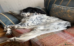 English Setter dogs for sale: 2yr. Pedigree working English setter sale/share - Image 7