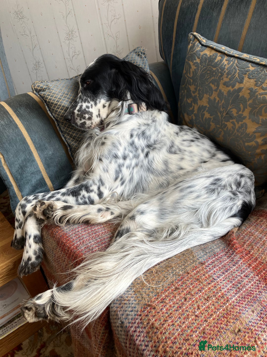 English Setter dogs for sale: 2yr. Pedigree working English setter sale/share - Image 7