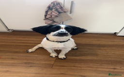 English Springer Spaniel dogs for sale: Springer Spaniel Puppy - Image 3