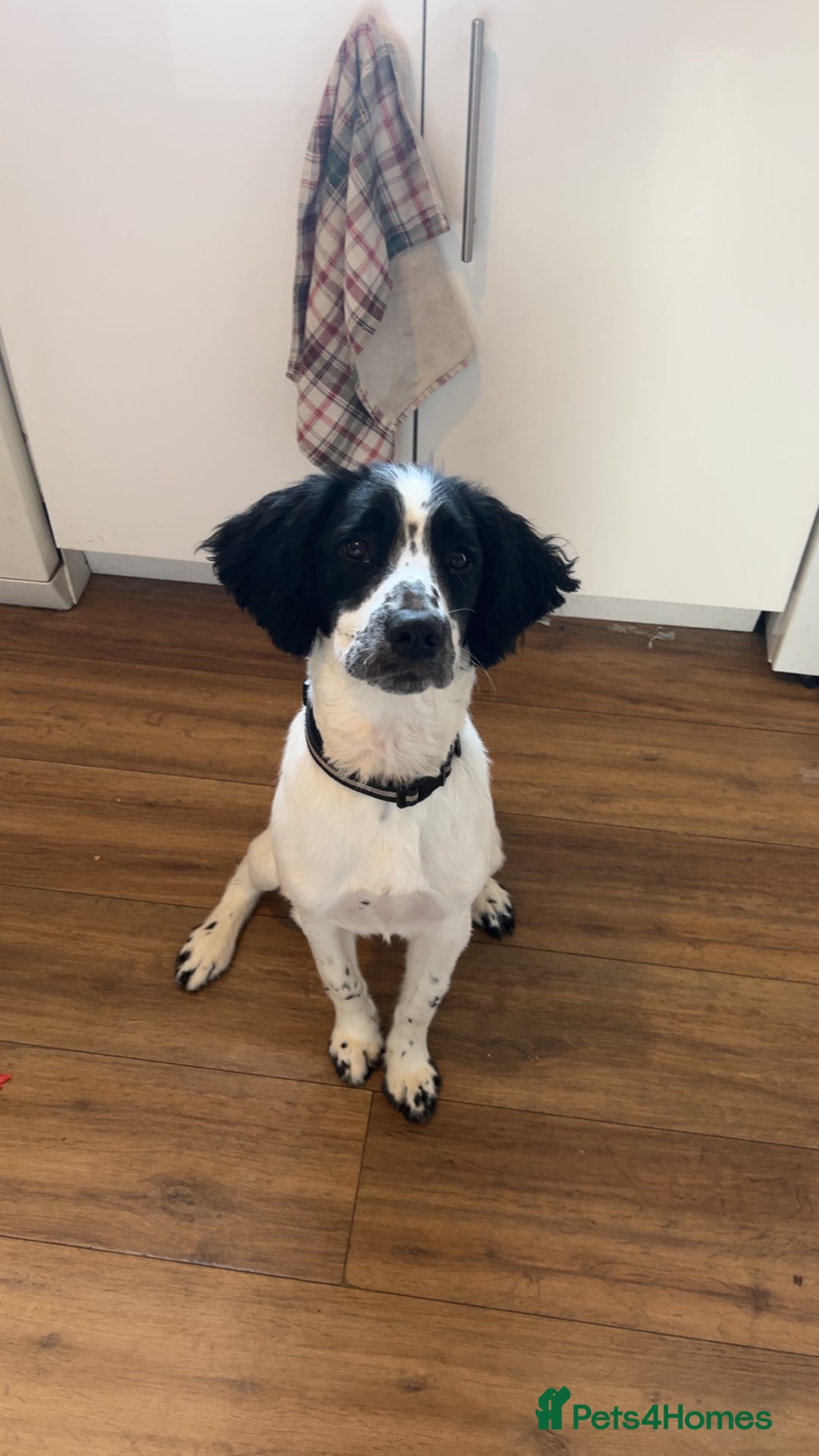 English Springer Spaniel dogs for sale: Springer Spaniel Puppy - Image 3