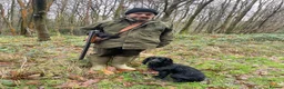 Cocker Spaniel dogs for sale: Working Cocker Spaniel Puppies - Advert 7